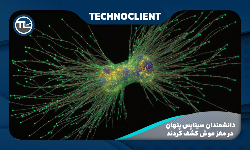 دانشمندان سیناپس پنهان در مغز موش‌ کشف کردند
